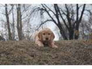 Golden Retriever Puppy for sale in Fairfield, MT, USA