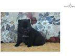 Schipperke Puppy for sale in Springfield, MO, USA