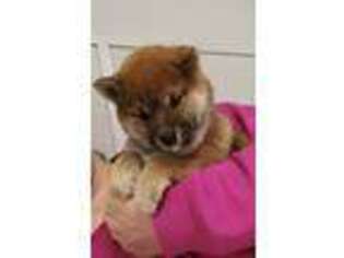 Shiba Inu Puppy for sale in Lakewood, WA, USA