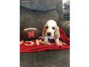 Basset Hound Puppy for sale in Meadow Grove, NE, USA