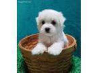Maltese Puppy for sale in Dover, OH, USA