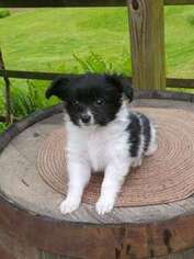 Papillon Puppy for sale in Dover, PA, USA