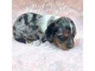 Dachshund Puppy for sale in Conyers, GA, USA