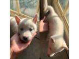 Siberian Husky Puppy for sale in Uncasville, CT, USA