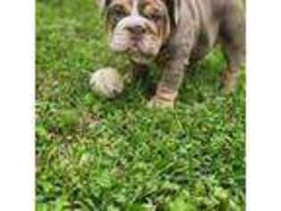 Bulldog Puppy for sale in Lake Jackson, TX, USA