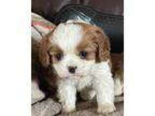 Cavalier King Charles Spaniel Puppy for sale in Iron Mountain, MI, USA