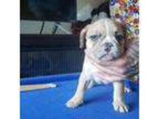 French Bulldog Puppy for sale in Sausalito, CA, USA