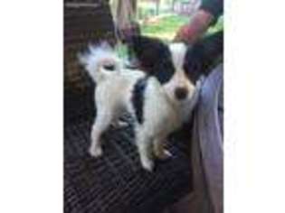 Papillon Puppy for sale in Bell Buckle, TN, USA