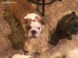 Bulldog Puppy for sale in Wausau, WI, USA