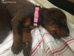 Doberman Pinscher Puppy for sale in Stillwater, OK, USA