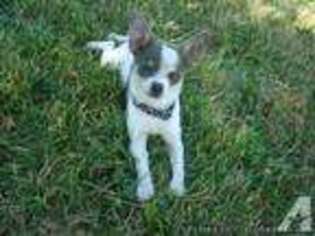 Chihuahua Puppy for sale in DREXEL, MO, USA