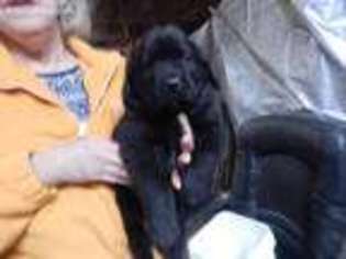 Newfoundland Puppy for sale in Rutledge, TN, USA