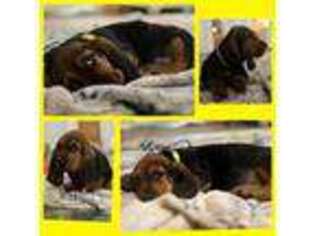 Basset Hound Puppy for sale in Pauline, SC, USA