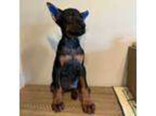 Doberman Pinscher Puppy for sale in Athens, AL, USA