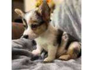 Pembroke Welsh Corgi Puppy for sale in Thornton, TX, USA