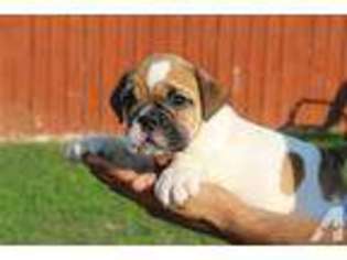 Bulldog Puppy for sale in CITY OF INDUSTRY, CA, USA