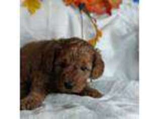 Mutt Puppy for sale in Westfield, NC, USA