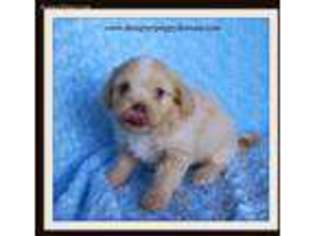 Shih-Poo Puppy for sale in Taylor, AR, USA