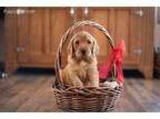 Goldendoodle Puppy for sale in Salmon, ID, USA