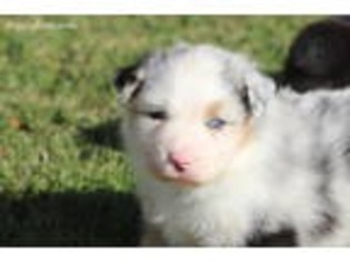 Australian Shepherd Puppy for sale in Lincoln, CA, USA