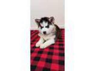 Siberian Husky Puppy for sale in Memphis, TN, USA