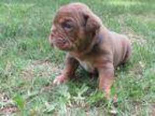 Olde English Bulldogge Puppy for sale in Bartlesville, OK, USA