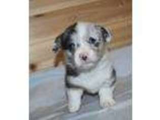 Pembroke Welsh Corgi Puppy for sale in Nowata, OK, USA