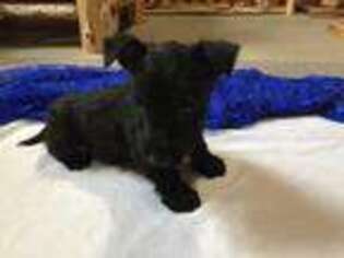 Scottish Terrier Puppy for sale in Rock Stream, NY, USA
