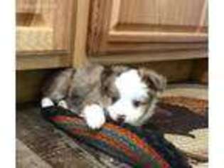 Miniature Australian Shepherd Puppy for sale in Sioux Falls, SD, USA