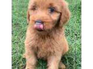 Goldendoodle Puppy for sale in Bellevue, TX, USA