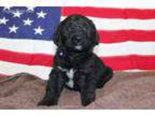 Labradoodle Puppy for sale in Marshfield, WI, USA