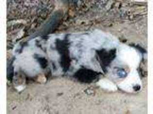 Miniature Australian Shepherd Puppy for sale in Tishomingo, OK, USA