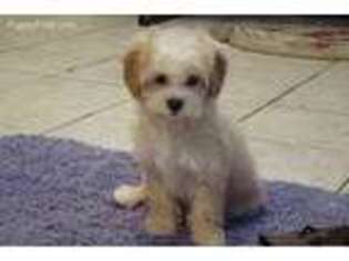 Shih-Poo Puppy for sale in Union Bridge, MD, USA