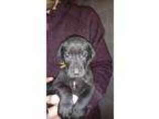 Great Dane Puppy for sale in Parish, NY, USA