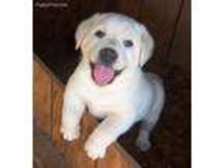 Labrador Retriever Puppy for sale in Mariposa, CA, USA