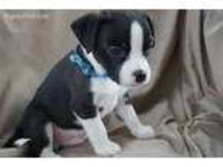 Boston Terrier Puppy for sale in Pottstown, PA, USA