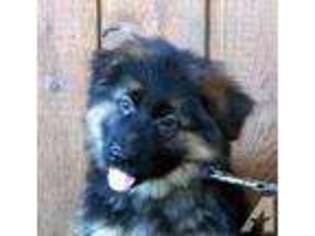 German Shepherd Dog Puppy for sale in SPRING GROVE, IL, USA