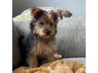 Yorkshire Terrier Puppy for sale in Loveland, OH, USA