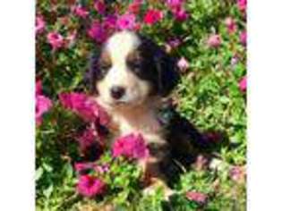 Bernese Mountain Dog Puppy for sale in Gordonville, PA, USA