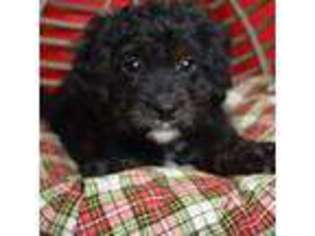 Cavapoo Puppy for sale in Paterson, NJ, USA