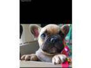 French Bulldog Puppy for sale in Springdale, AR, USA