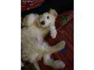 Labradoodle Puppy for sale in Pembroke Pines, FL, USA