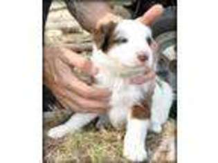 Border Collie Puppy for sale in SPOKANE, WA, USA