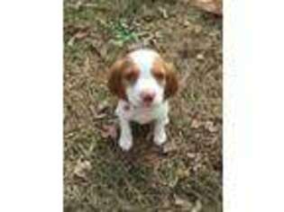 Brittany Puppy for sale in Easley, SC, USA