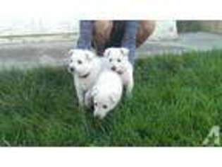 Mutt Puppy for sale in THERMAL, CA, USA