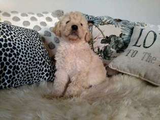 Goldendoodle Puppy for sale in Oroville, CA, USA