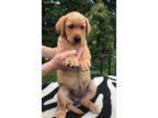 Labrador Retriever Puppy for sale in Eighty Four, PA, USA