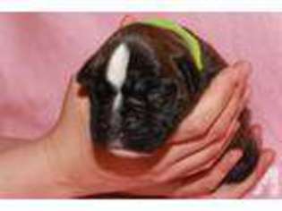 Boxer Puppy for sale in GREENVILLE, OH, USA