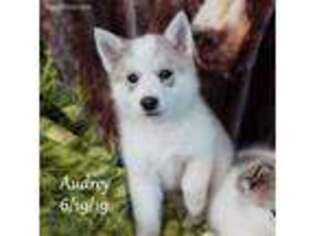 Siberian Husky Puppy for sale in Merlin, OR, USA