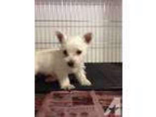 West Highland White Terrier Puppy for sale in KISSIMMEE, FL, USA